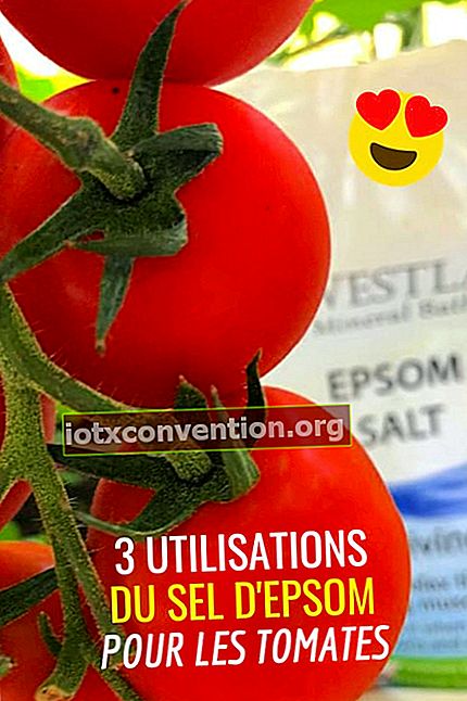 Epsom Salt : 크고 아름다운 토마토를 재배하기위한 3 가지 용도.