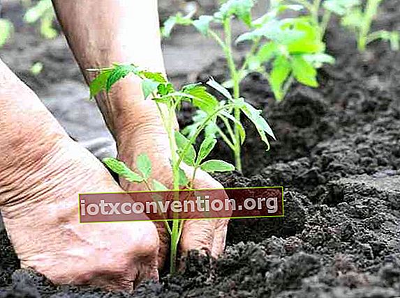 トマトの茎を最初の葉まで埋める