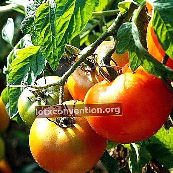 完全な太陽の下でトマトを植える