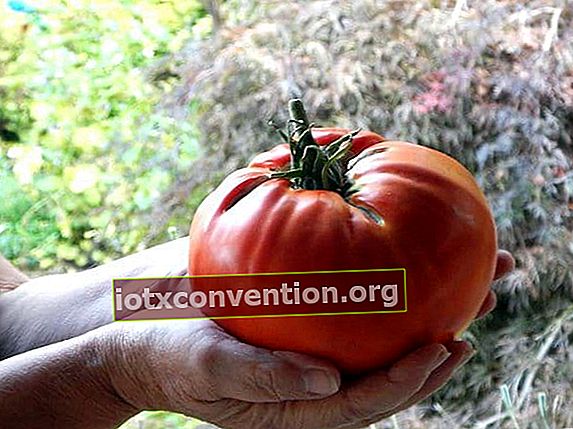 トマトに天然肥料を入れる