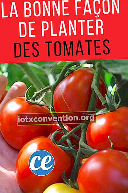 これがトマトを植えて、たくさんの美しいトマトを手に入れる正しい方法です。