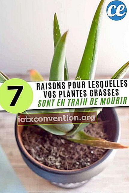 7 เหตุผลที่ Succulents ของคุณกำลังจะตาย