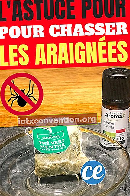 Das natürliche Spinnenschutzmittel mit Teebeuteln und ätherischem Öl