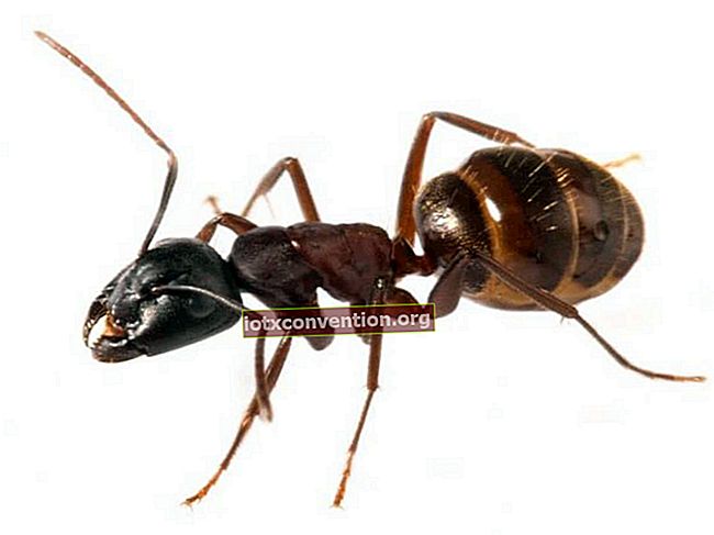 붉은 개미 : 살충제없이 그것을 제거하는 비결!