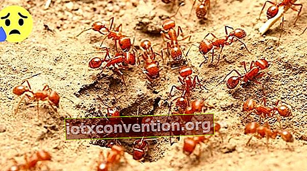Un nido di formiche rosse nel terreno del giardino