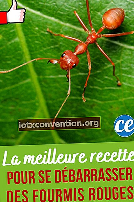 Semut Merah: Rahasia Membuangnya Tanpa Insektisida!