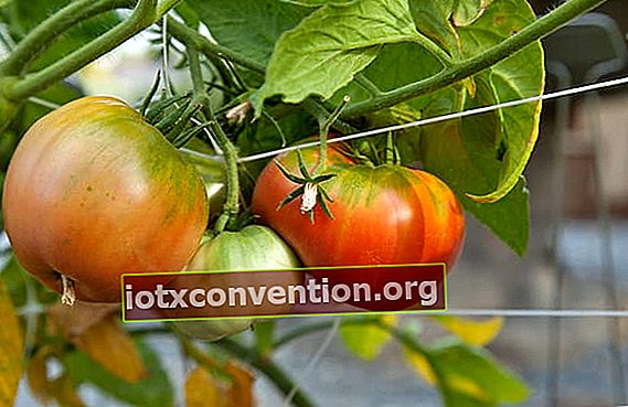Unreife Tomaten wachsen
