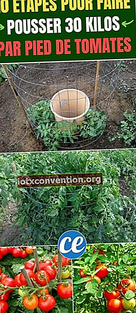 Hur odlar jag tomater enkelt? 10 steg för att växa mellan 15-30 kilo per fot tomater.