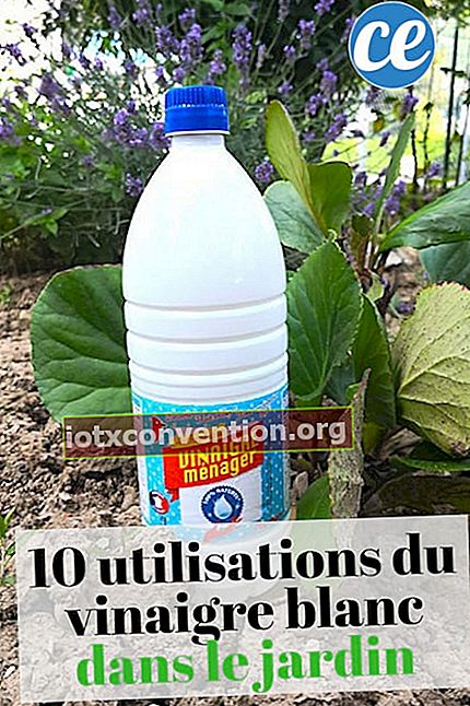 10 utilizzi di aceto bianco in giardino