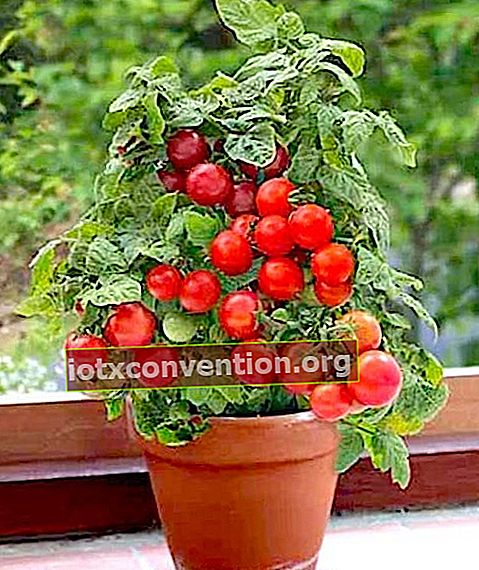 Pot bunga dengan tomat indah yang telah tumbuh