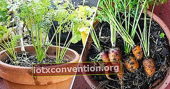 냄비에 당근을 재배하는 방법