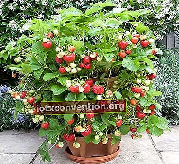 jordgubbar som växer i en stegvis kruka