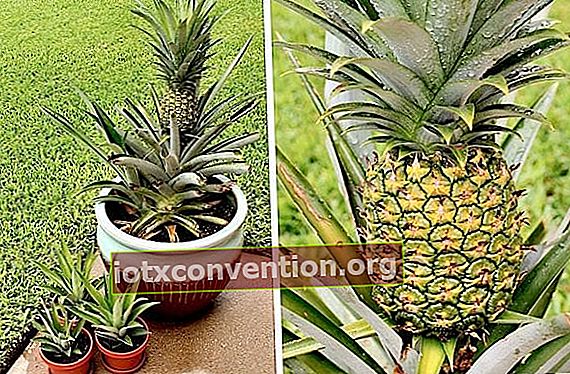 pianta facilmente gli ananas in vaso