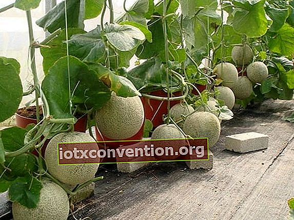 Melonen wachsen in Töpfen
