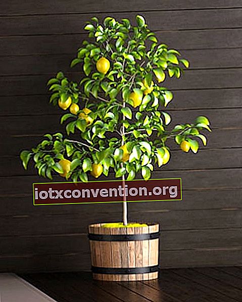 どのくらいの頻度でレモンや他の柑橘類の木に水をやる必要がありますか？簡単な散水ガイドに従ってください。