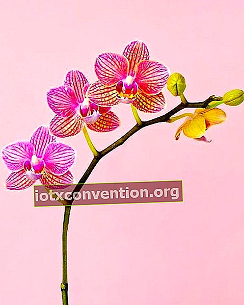 Hur ofta ska vi vattna Phalaenopsis-orkidéer? Följ den LÄTTA vattningsguiden.