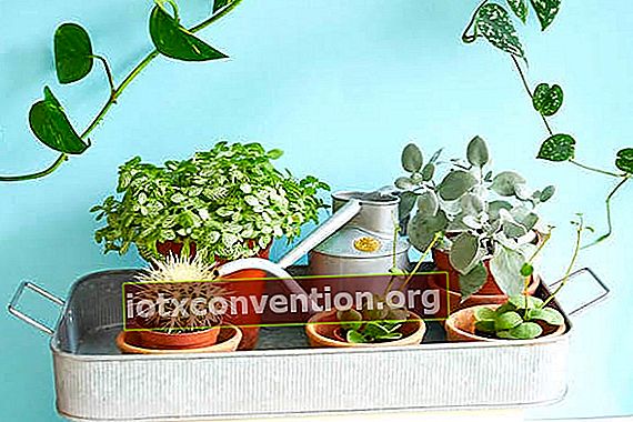 Immergi le tue piante in un secchio o in una bacinella piena d'acqua.