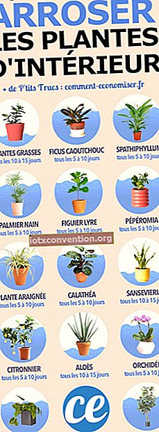 Dai un'occhiata alla semplice guida per sapere quando innaffiare le tue piante d'appartamento.
