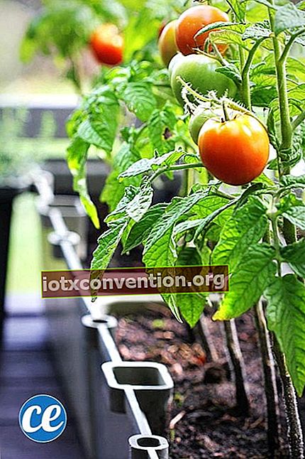 Tomato tumbuh di dalam pasu di balkoni.