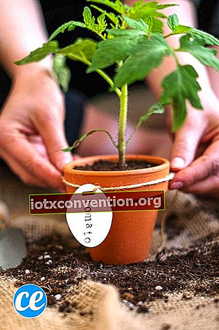 植木鉢にトマトを植える手。