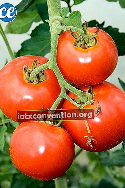 Röda tomater som är klara att välja på en stjälk.