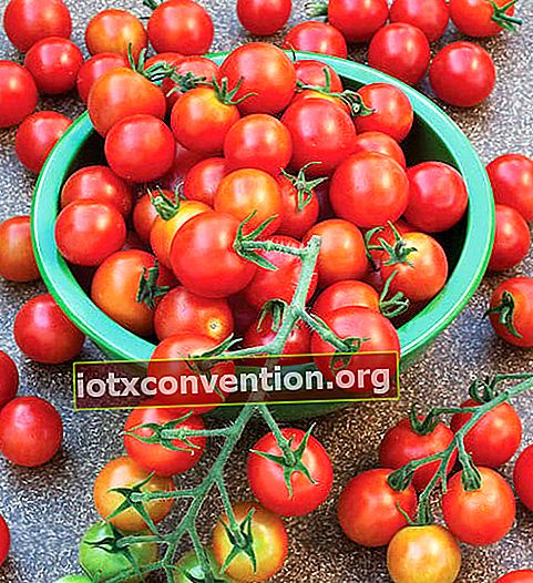 Sebungkus tomato di lembangan hijau