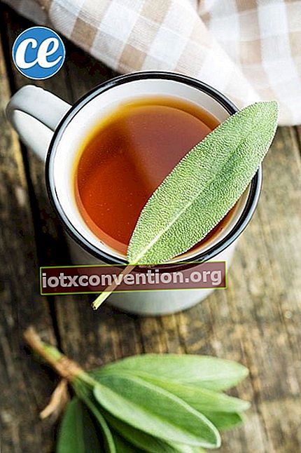 Secangkir teh herbal dengan daun sage