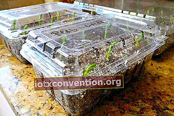 Ett DIY mini växthus i en plastlåda för plantor