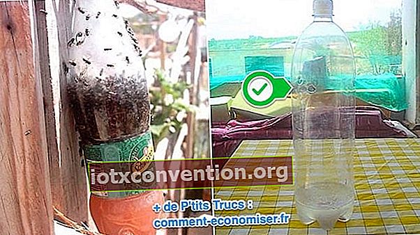 Wie man eine professionelle Fliegenfalle mit einer Plastikflasche macht