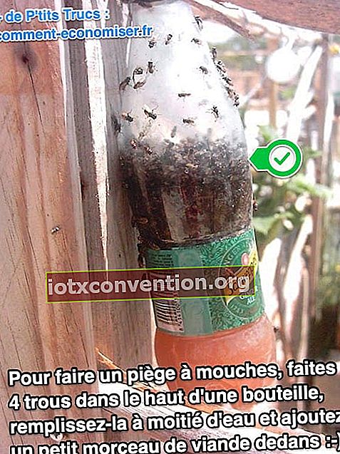 Come realizzare un'efficace trappola per mosche con una bottiglia di plastica