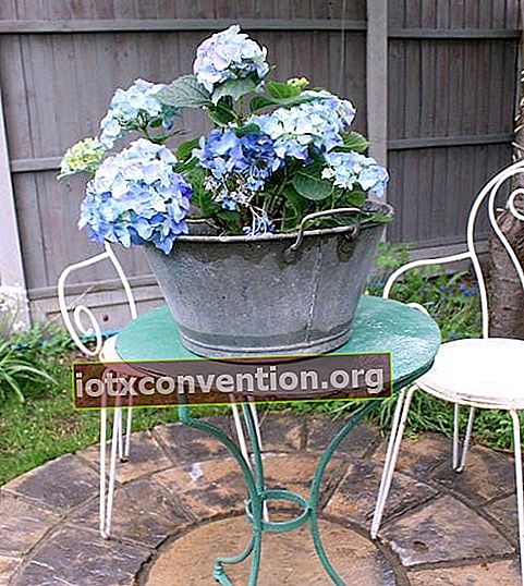 bacino di zinco su un tavolo da giardino riciclato in vaso di fiori