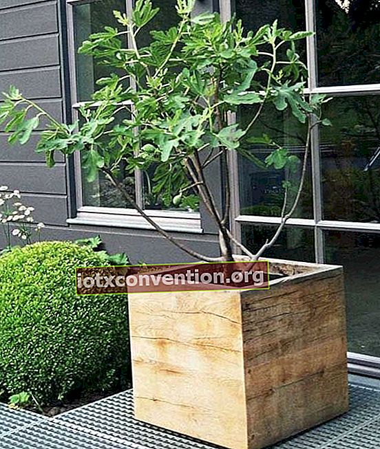 peti kayu yang berfungsi sebagai pot untuk pohon