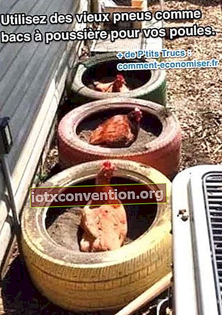 오래된 타이어를 닭의 쓰레기통으로 재사용