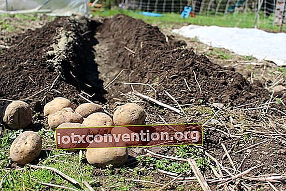 patata prima di essere piantata
