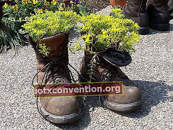 오래된 신발 한 켤레의 다육 식물