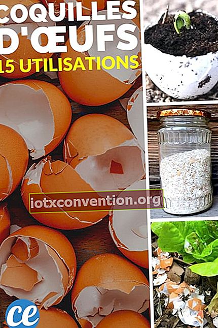 15 Anwendungen von Eierschalen für Haus, Gesundheit und Garten
