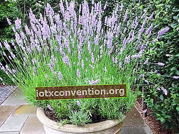 cara menanam lavender dengan benar