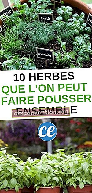 10 erbe aromatiche che puoi coltivare facilmente insieme.