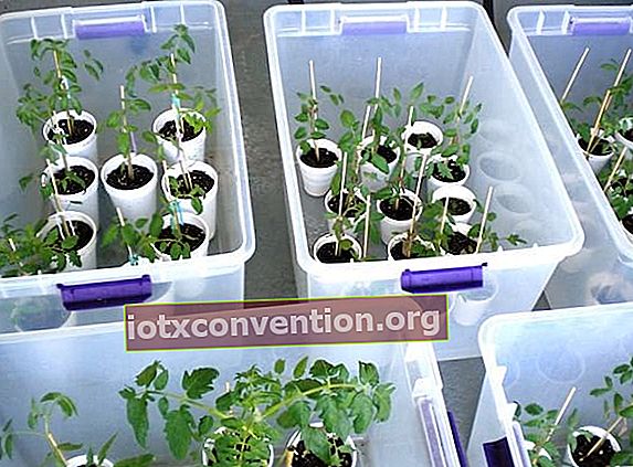 야채 정원 온실로 변형 된 플라스틱 저장 상자