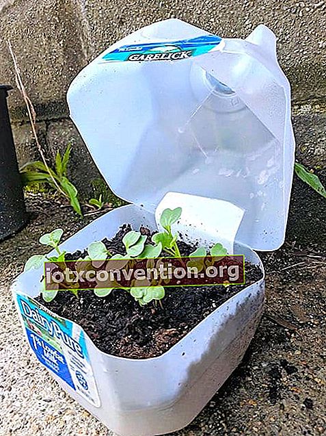 En behållare mjölk förvandlad till ett mini växthus för gratis plantor