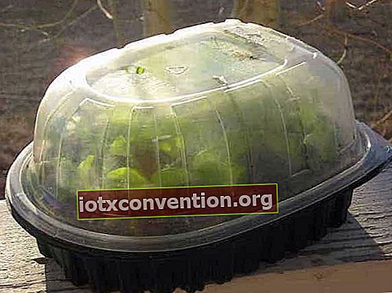 kotak makanan diubah menjadi rumah hijau untuk anak benih