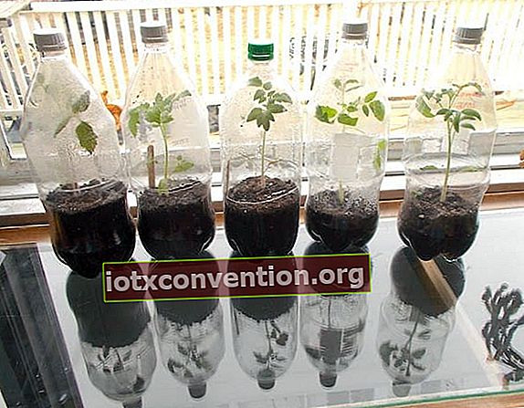 5 plastflaskor förvandlas till ett mini växthus