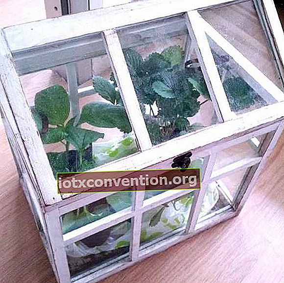 återvunnet fönster för att skapa ett växthus i trädgården