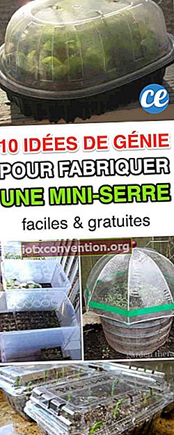 cara membuat rumah kaca mini dengan mudah untuk kebun sayur