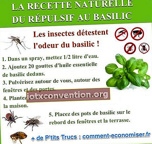 natürliches Basilikum Insektenschutzmittel Rezept
