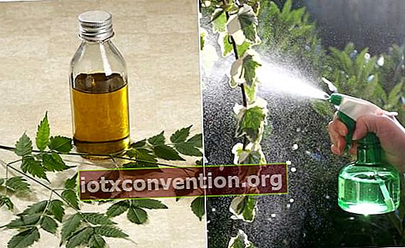 minyak neem anti aphid alami