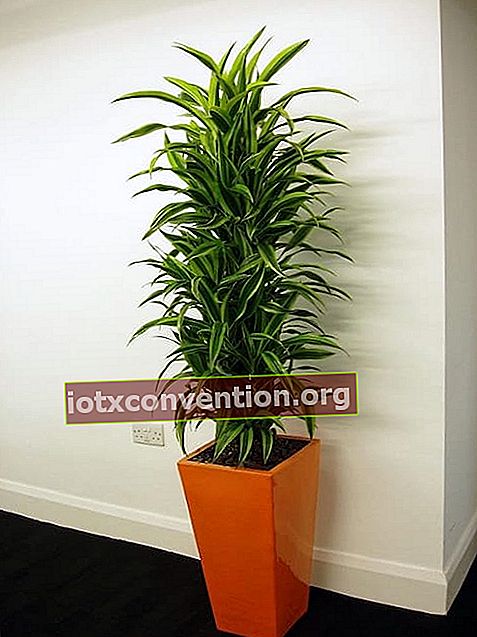 Dracaena ist eine pflegeleichte Zimmerpflanze