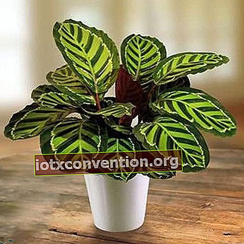Maranta leuconeura ist eine Zimmerpflanze, die indirektes Licht schätzt