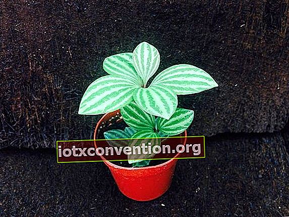 Peperonias เป็นพืชที่ไม่ชอบแสงแดดโดยตรง
