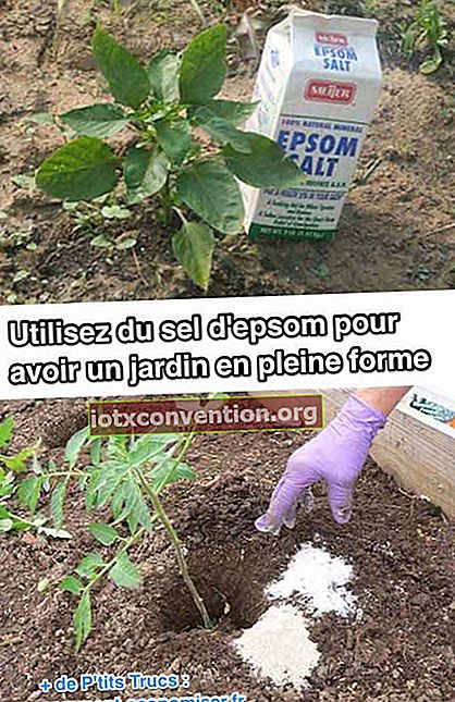 Usa il sale Epsom per un giardino sano